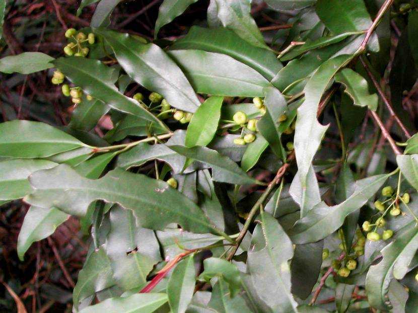 Ardisia quinquegona